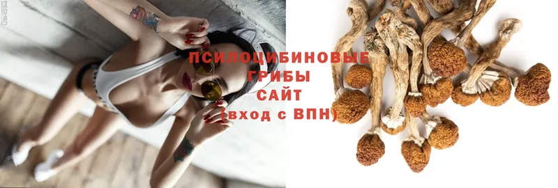 Псилоцибиновые грибы GOLDEN TEACHER  Сертолово 